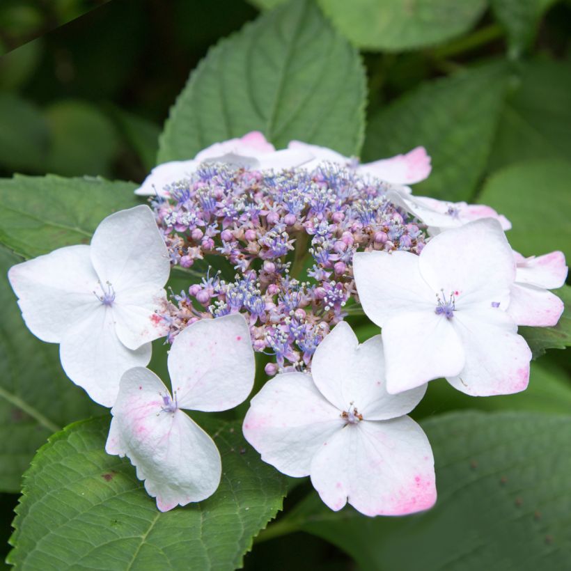 Hortensia macrophylla White Wave (Flowering)