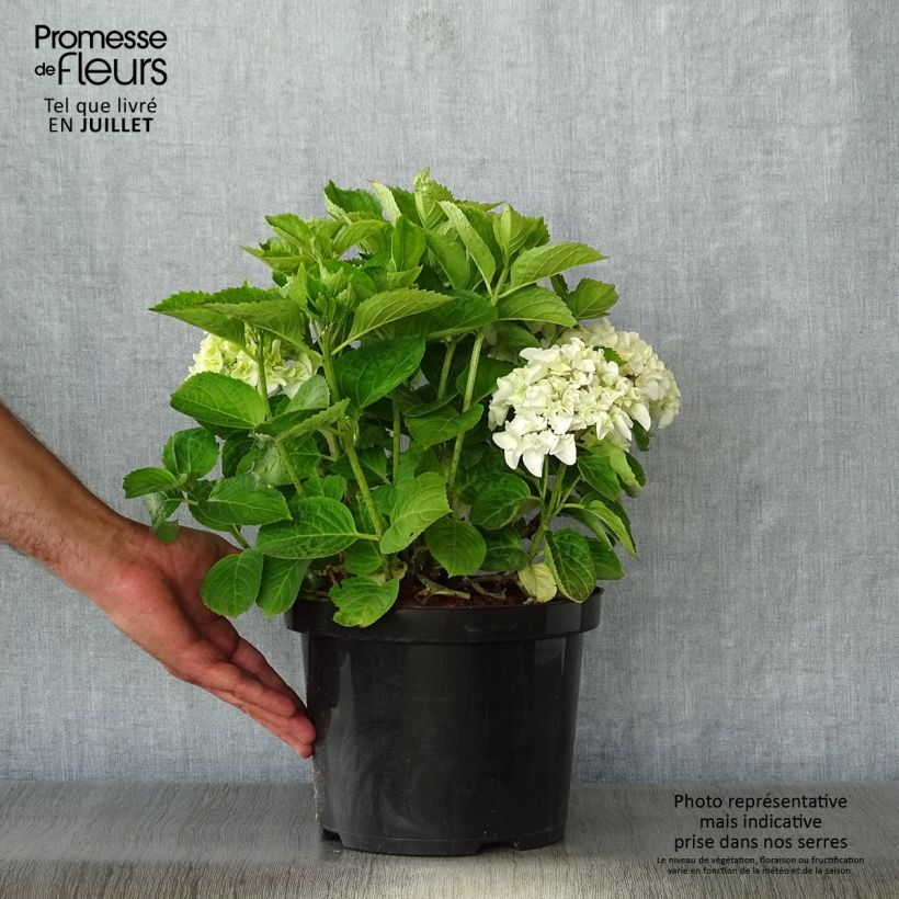 Spécimen de Hortensia - Hydrangea macrophylla Wudu tel que livré en été