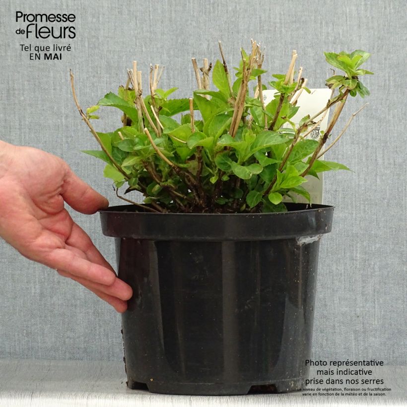 Example of Hortensia - Hydrangea macrophylla Wudu as you get in printemps