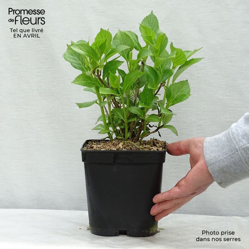 Example of Hortensia - Hydrangea macrophylla Yamato Pot de 2L/3L as you get in printemps