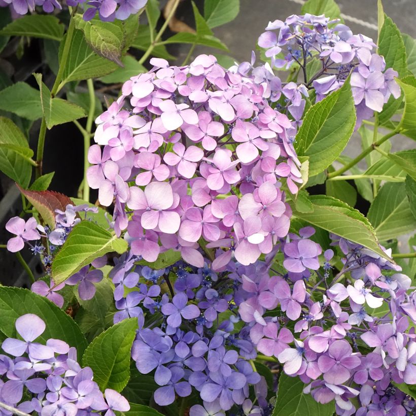 Hortensia - Hydrangea macrophylla Yamato (Flowering)