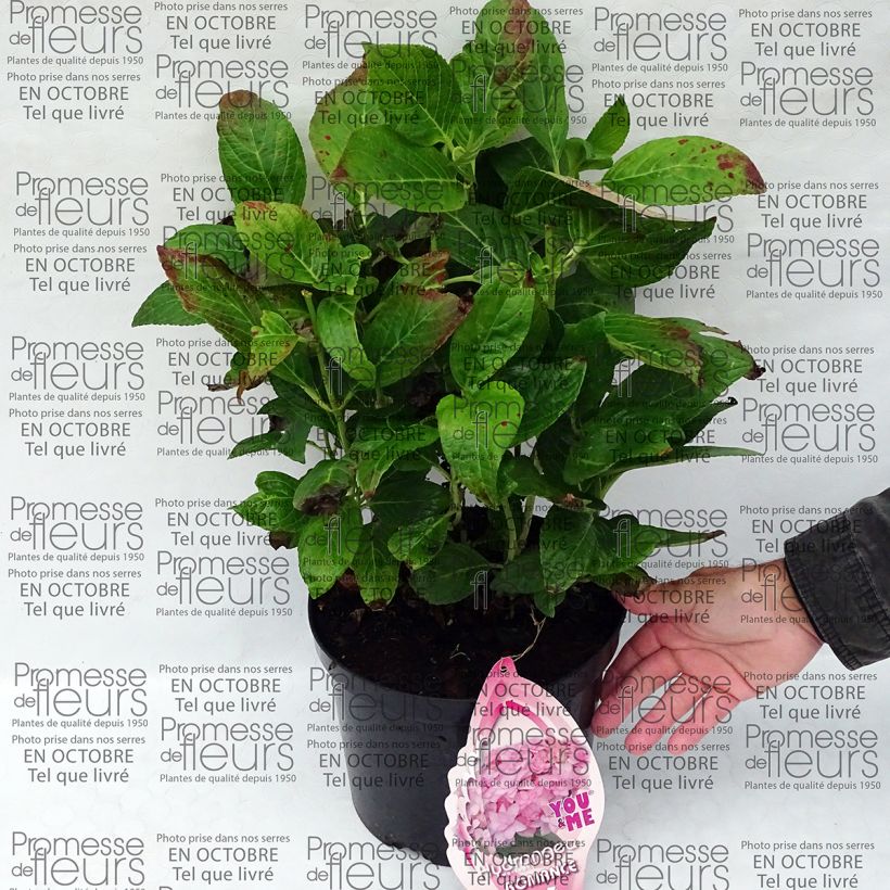 Exemple de spécimen de Hortensia - Hydrangea macrophylla You and Me Romance Pot de 4L/5L tel que livré