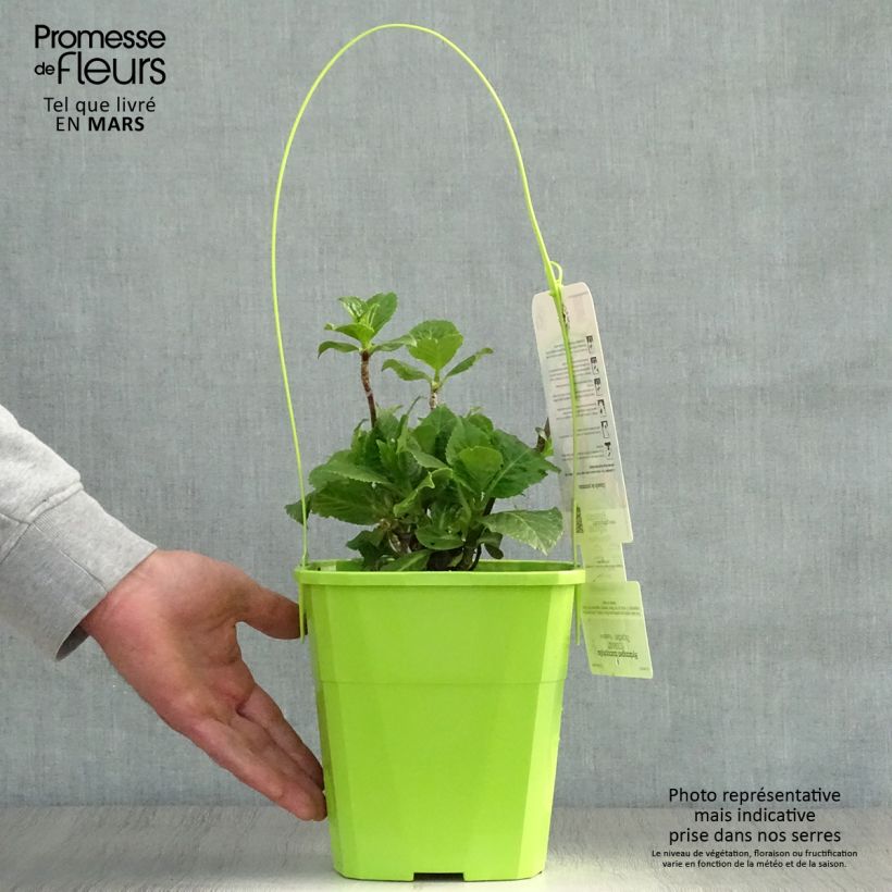 Spécimen de Hortensia - Hydrangea macrophylla You and Me Together Pot de 3L/4L tel que livré au printemps