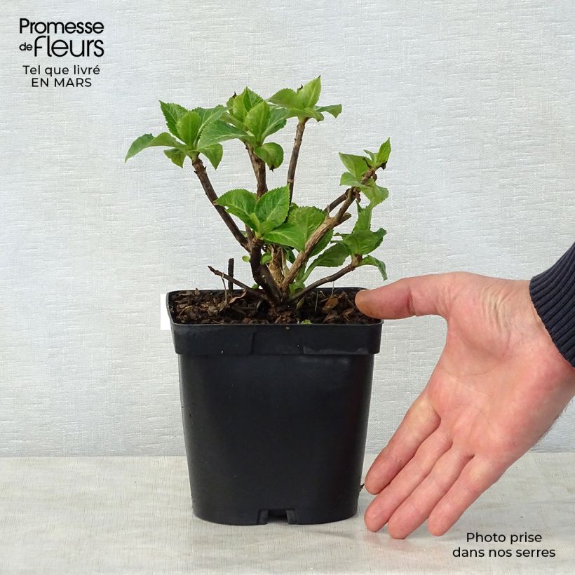 Spécimen de Hortensia - Hydrangea macrophylla Zorro rose Pot de 2L/3L tel que livré au printemps