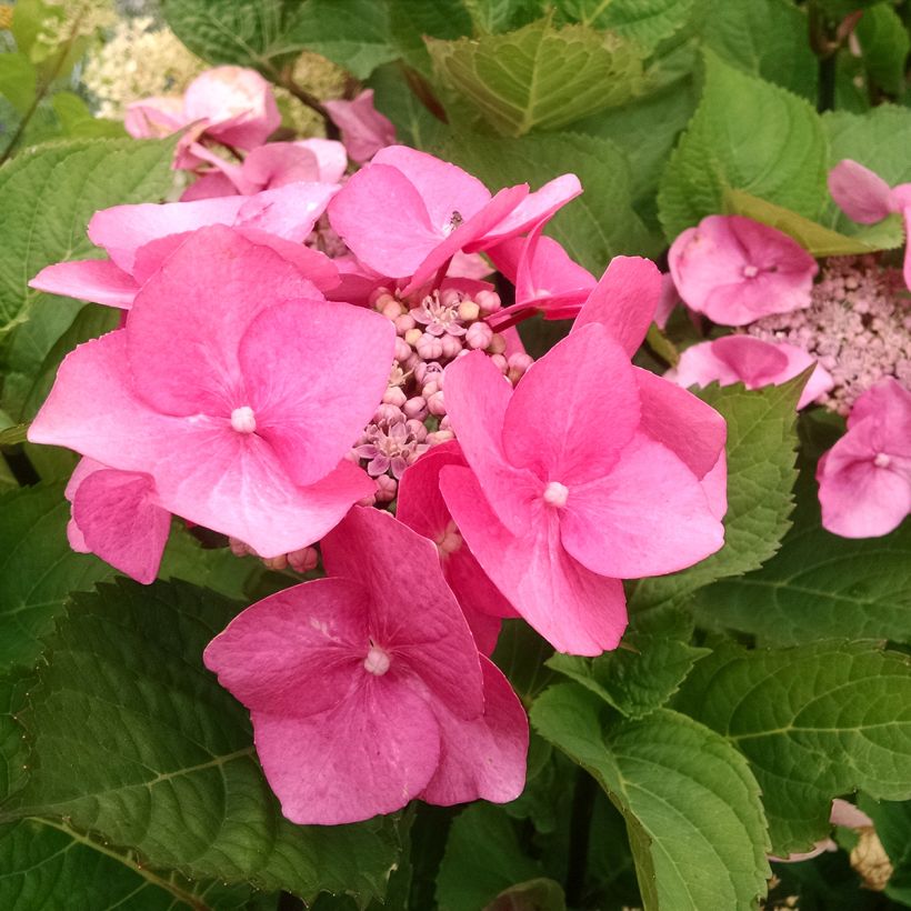 Hortensia - Hydrangea macrophylla Zorro rose (Floraison)