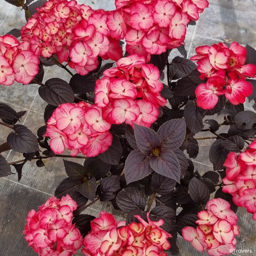 Hortensia - Hydrangea macrophylla x serrata Black Velvet Darbi (Floraison)