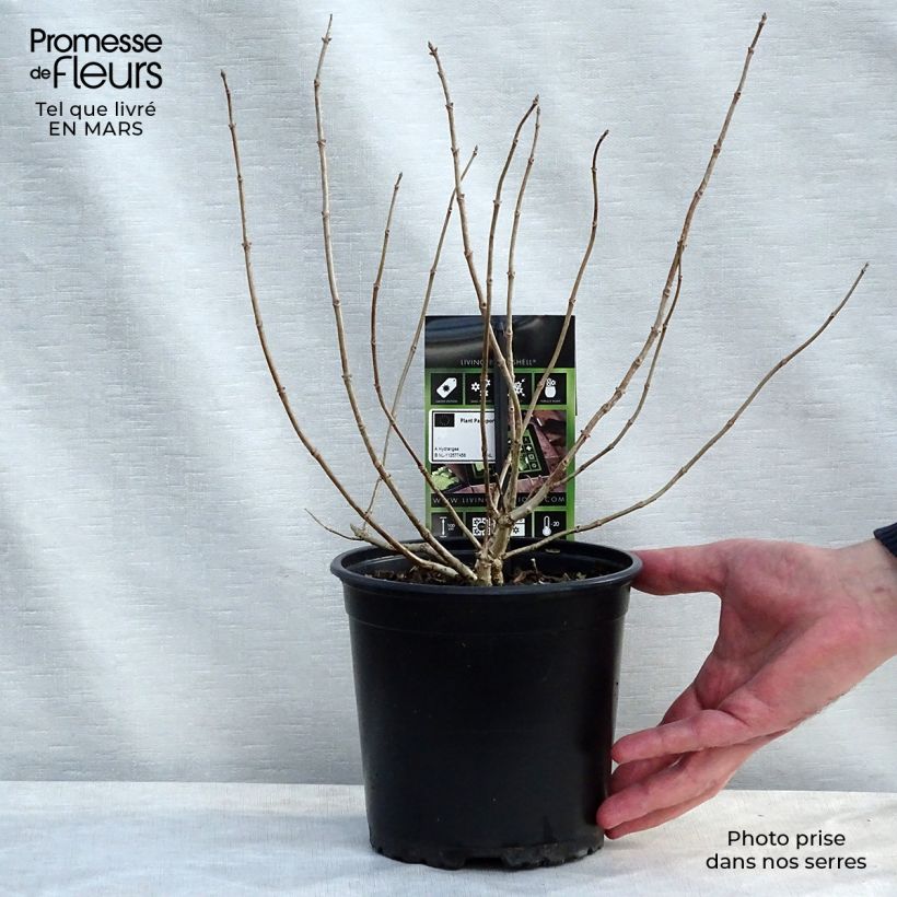 Example of Hydrangea paniculata Bombshell - Hortensia paniculé Pot de 2L/3L as you get in printemps