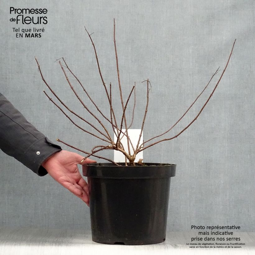 Example of Hydrangea paniculata Diamant Rouge - Hortensia paniculé Pot de 7,5L/10L, Buisson, 3/4 branches as you get in printemps