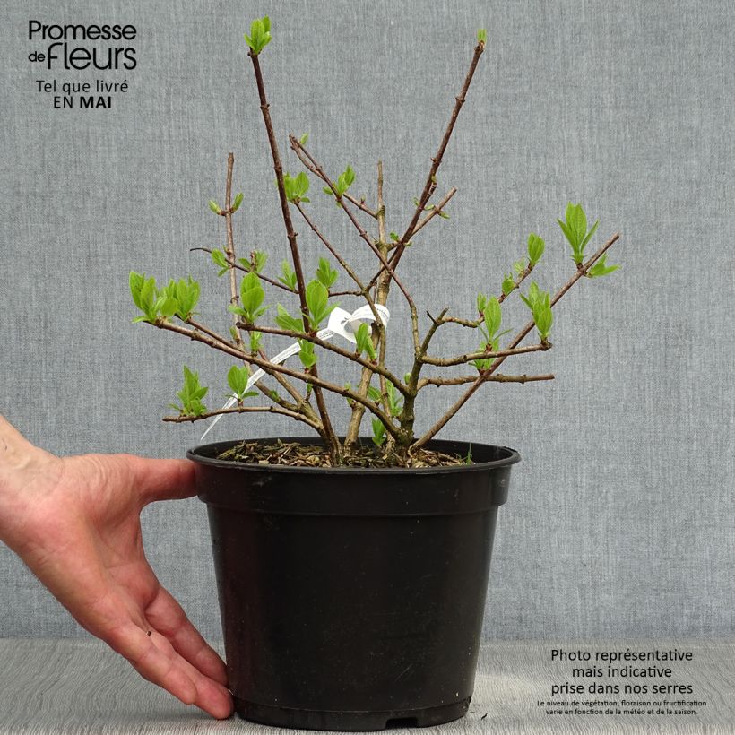 Example of Hydrangea paniculata Diamant Rouge - Hortensia paniculé Pot de 2L/3L, Buisson, 3/4 branches as you get in printemps