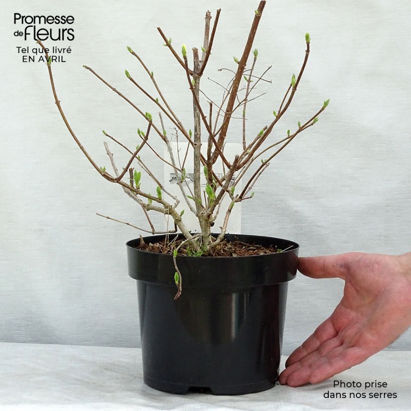Example of Hydrangea paniculata Diamantino - Hortensia paniculé Pot de 3L/4L as you get in printemps