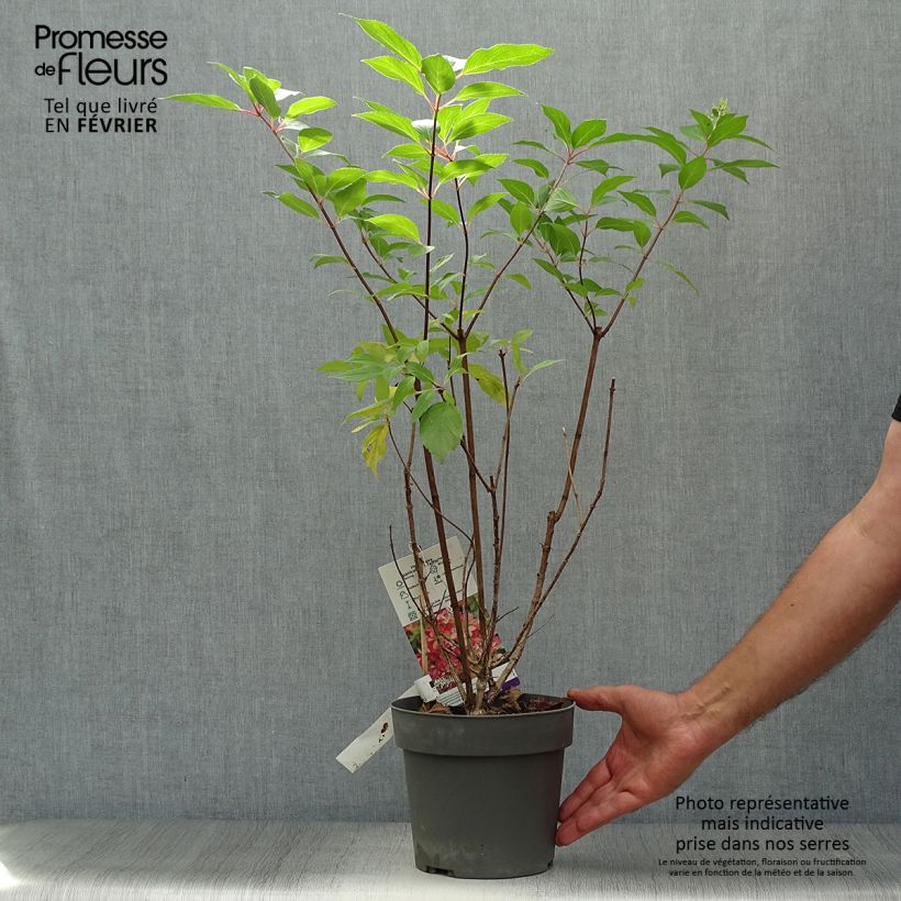 Spécimen de Hydrangea paniculata Graffiti - Hortensia paniculé Pot de 4L/5L tel que livré en automne