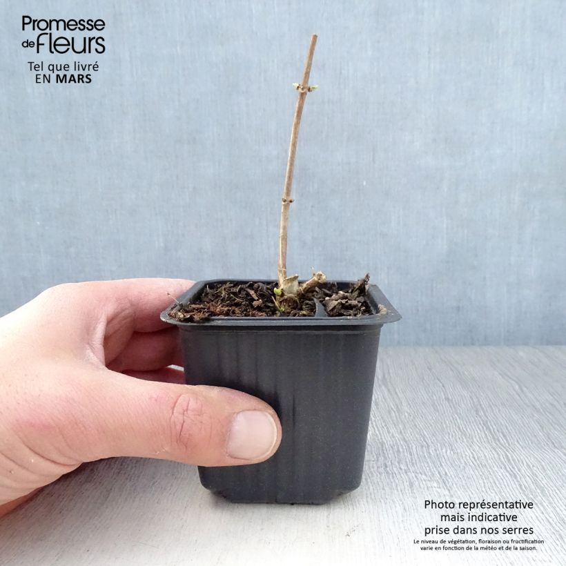 Example of Hydrangea paniculata Grandiflora - Hortensia paniculé Godet de 8/9 cm as you get in printemps