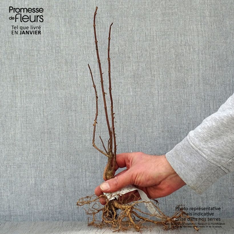 Example of Hydrangea paniculata Grandiflora - Hortensia paniculé Racines nues as you get in hiver