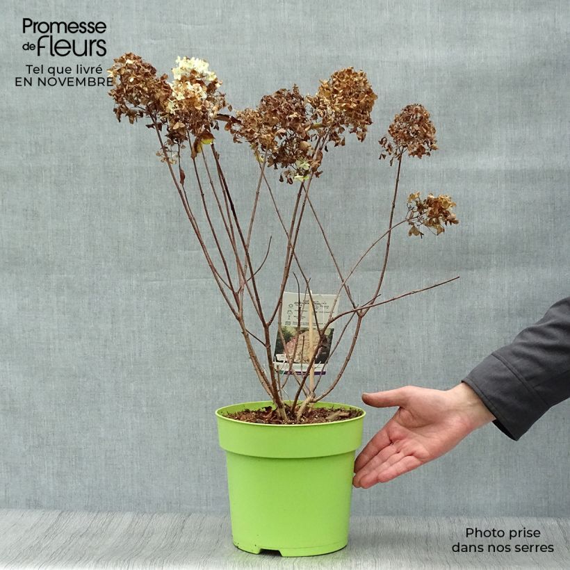Spécimen de Hydrangea paniculata Hercules - Hortensia paniculé Pot de 3L/4L tel que livré en automne