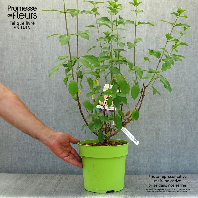 Spécimen de Hydrangea paniculata Hercules - Hortensia paniculé Pot de 3L/4L tel que livré en été