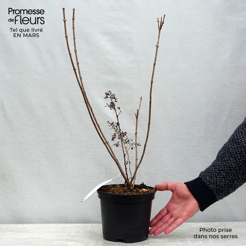Example of Hydrangea paniculata Kyushu - Hortensia paniculé Pot de 3L/4L as you get in printemps