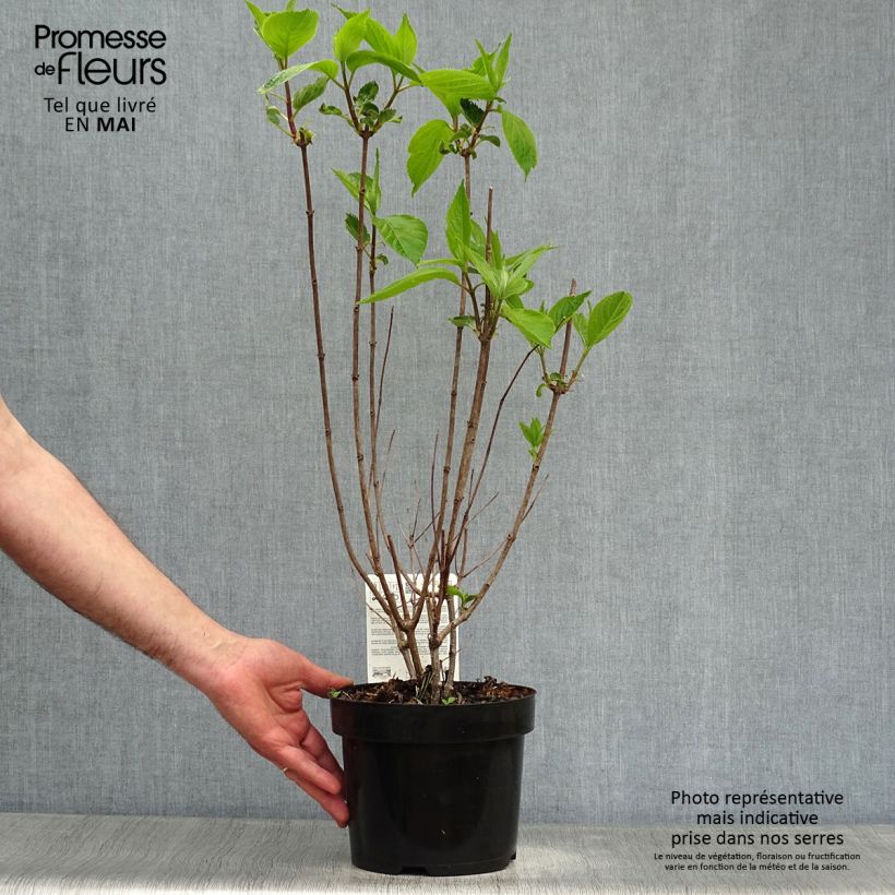 Spécimen de Hydrangea paniculata Levana - Hortensia paniculé Pot de 3L/4L tel que livré au printemps