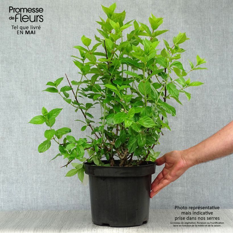 Example of Hydrangea paniculata Limelight - Hortensia paniculé Pot de 6L/7L as you get in printemps