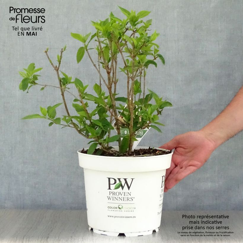 Example of Hydrangea paniculata Little Lime - Hortensia paniculé Pot de 7,5L/10L as you get in printemps