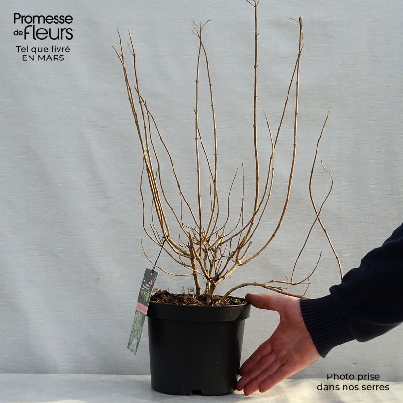 Example of Hydrangea paniculata Little Lime - Hortensia paniculé Pot de 3L/4L as you get in printemps