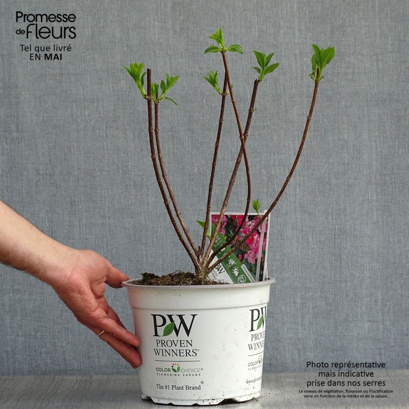 Spécimen de Hydrangea paniculata Little Quick Fire - Hortensia paniculé Pot de 3L/4L tel que livré au printemps