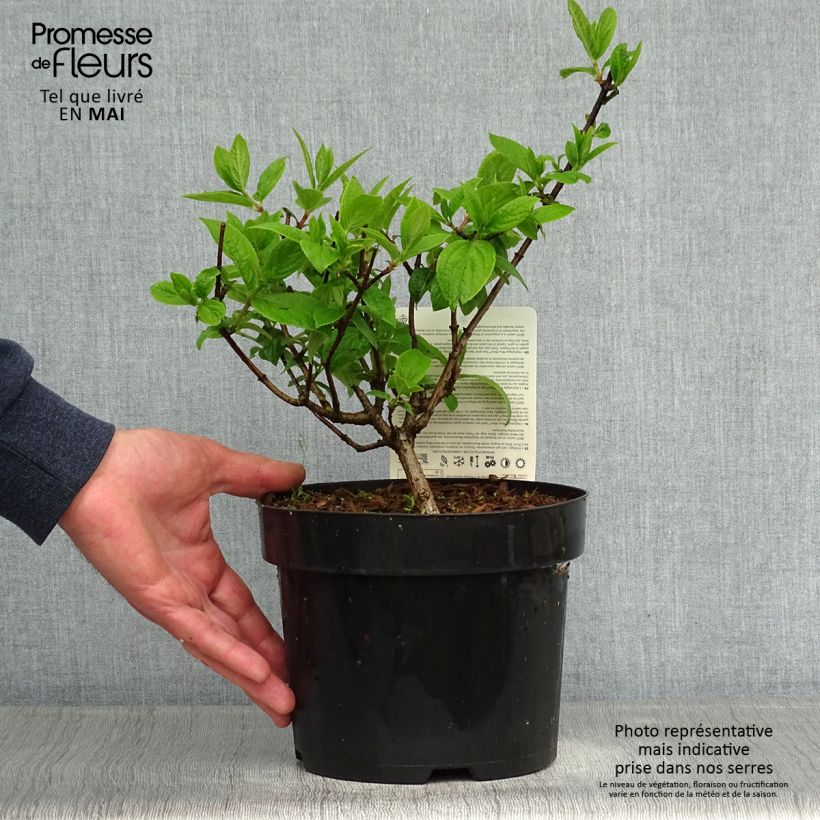 Example of Hydrangea paniculata Mega Mindy - Hortensia paniculé Pot de 2L/3L as you get in printemps