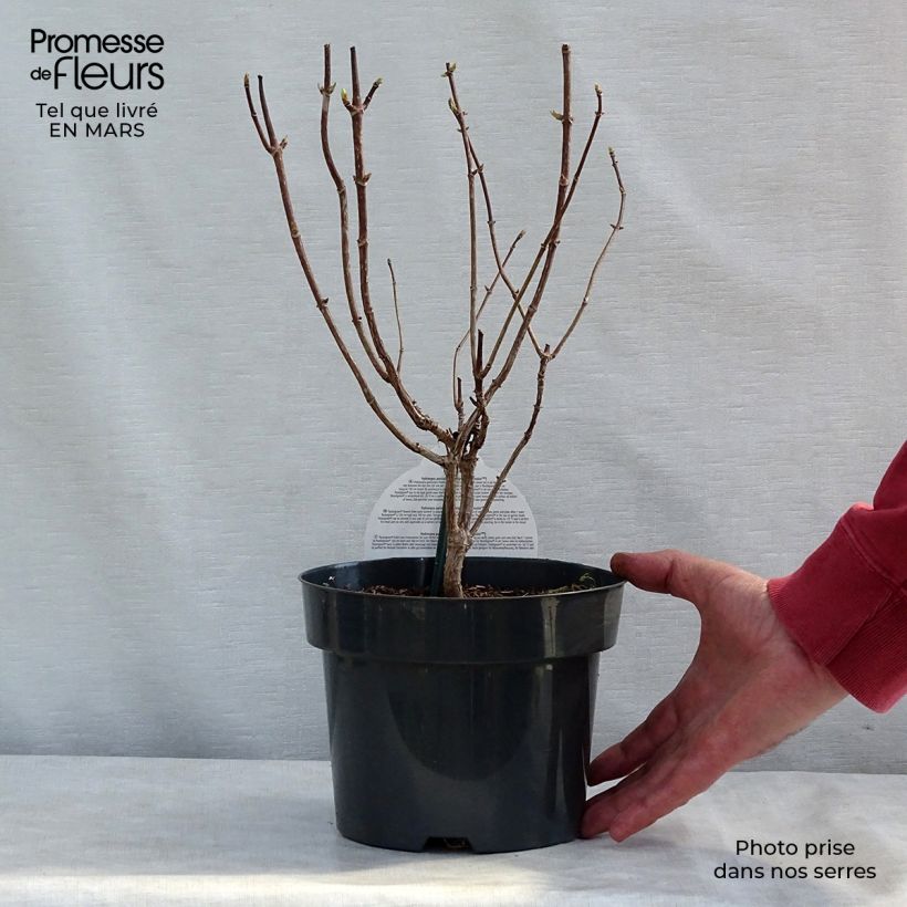 Example of Hydrangea paniculata Pastelgreen - Hortensia paniculé Pot de 3L/4L as you get in printemps