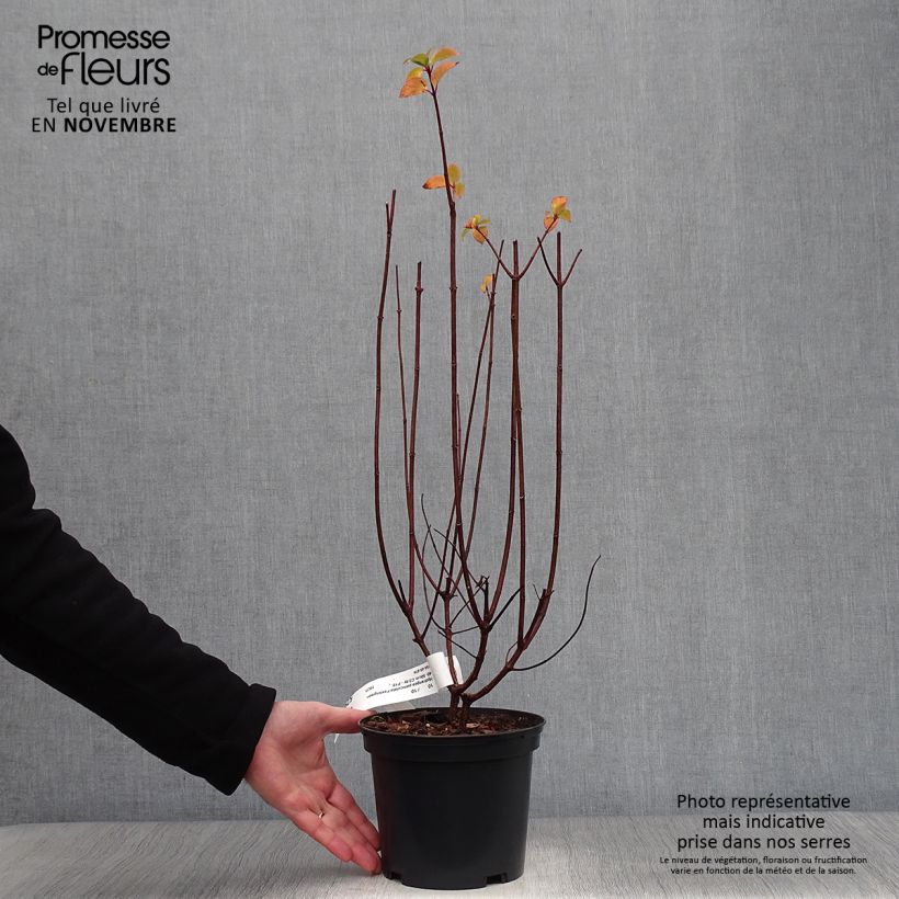 Spécimen de Hydrangea paniculata Pastelgreen - Hortensia paniculé Pot de 3L/4L tel que livré en automne