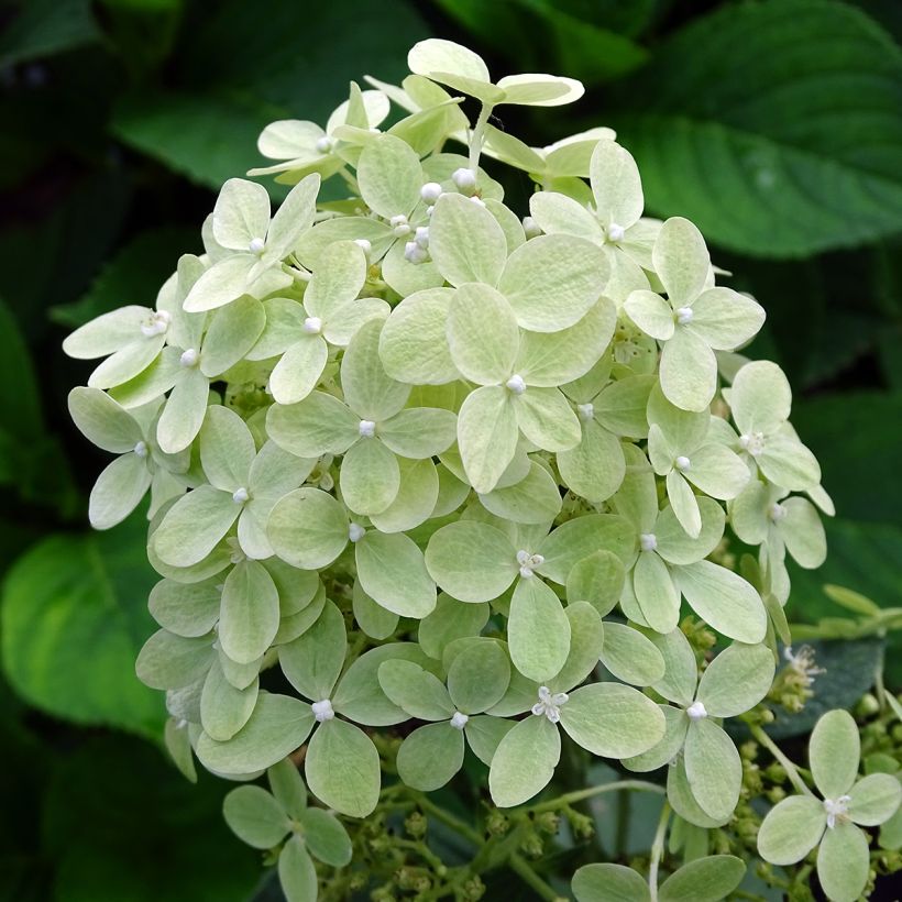 Hydrangea paniculata Pastelgreen - Hortensia paniculé (Flowering)
