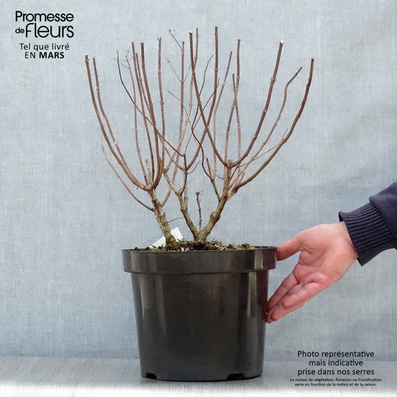 Example of Hydrangea paniculata Pastelgreen - Hortensia paniculé Pot de 7,5L/10L as you get in printemps