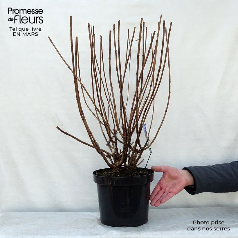 Spécimen de Hydrangea paniculata Phantom - Hortensia paniculé Pot de 7,5L/10L tel que livré au printemps
