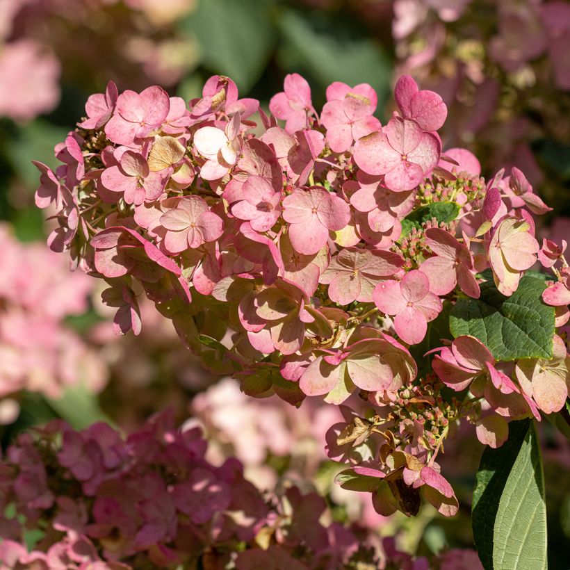 Hortensia - Hydrangea paniculata Pink Diamond (Flowering)