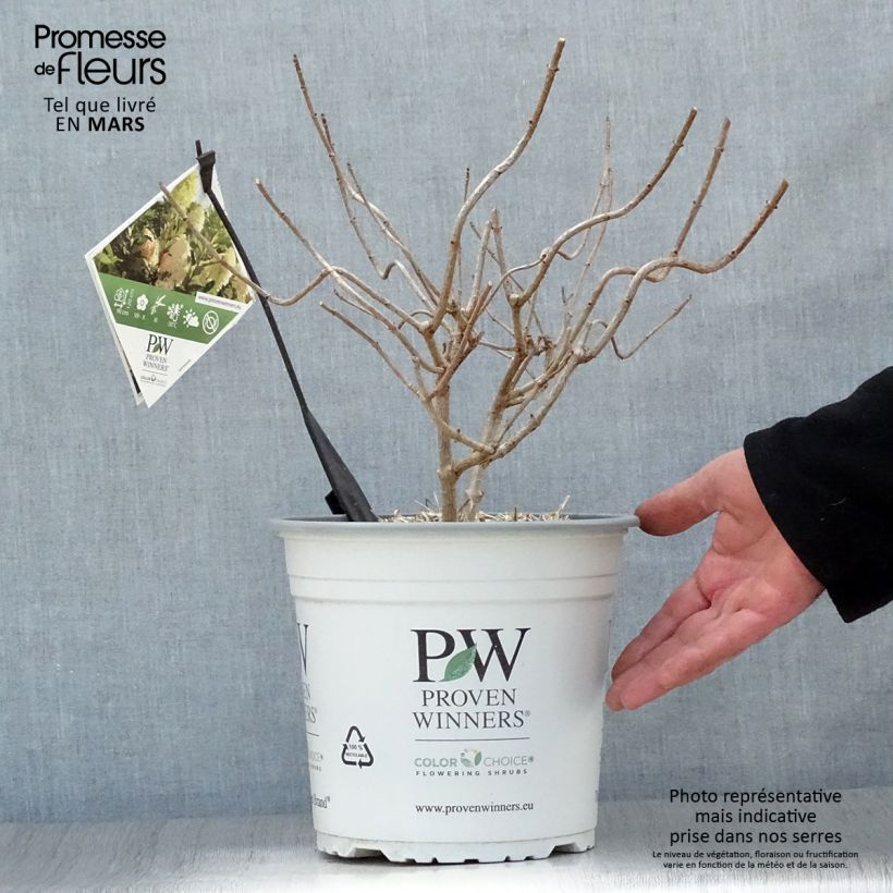 Example of Hydrangea paniculata Pinkachu - Hortensia paniculé Pot de 3L/4L as you get in printemps