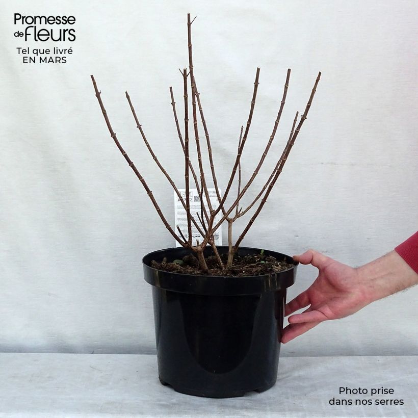 Example of Hydrangea paniculata Pinky Winky - Hortensia paniculé Pot de 12L/15L as you get in printemps
