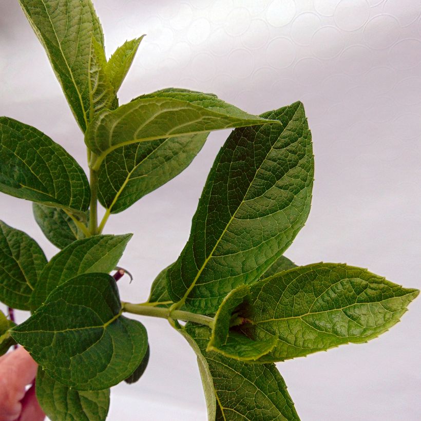 Hydrangea paniculata Pinky Winky - Hortensia paniculé (Foliage)