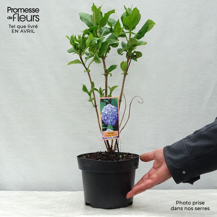 Example of Hydrangea paniculata Pinky Winky - Hortensia paniculé Pot de 3L/4L as you get in printemps
