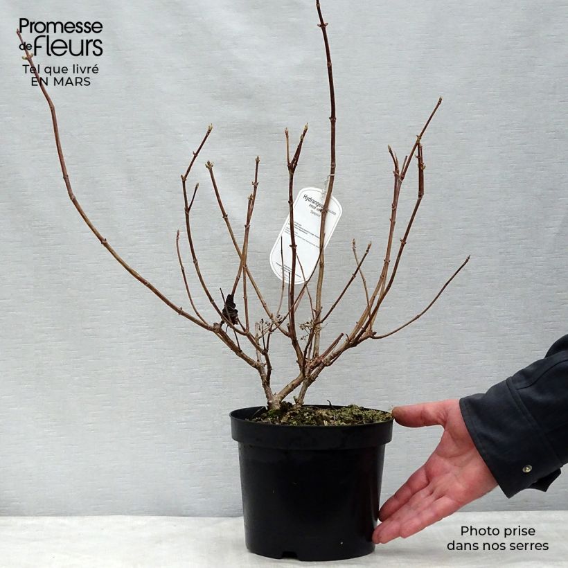 Example of Hydrangea paniculata Prim White - Hortensia paniculé Pot de 2L/3L as you get in printemps