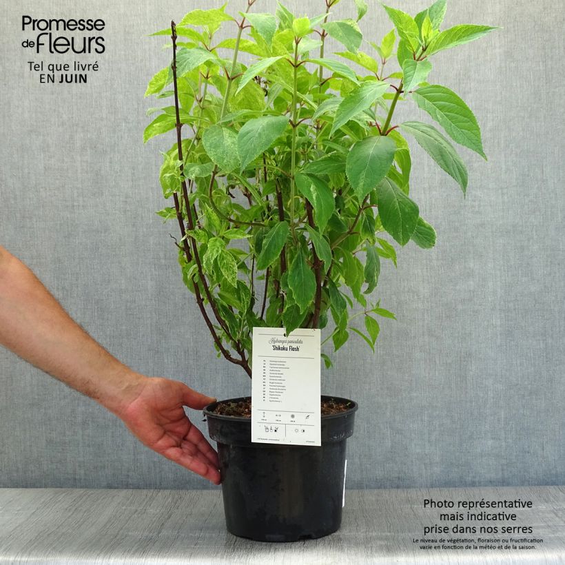 Spécimen de Hydrangea paniculata Shikoku Flash - Hortensia paniculé Pot de 3L/4L tel que livré en été