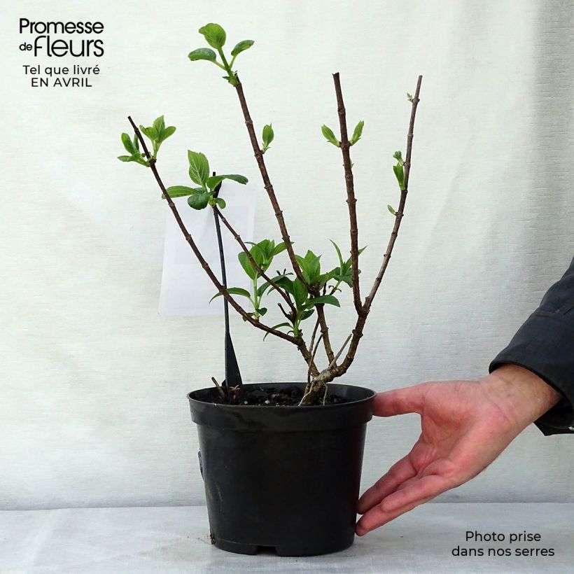 Spécimen de Hydrangea paniculata Silver Dollar - Hortensia paniculé Pot de 3L/4L tel que livré au printemps