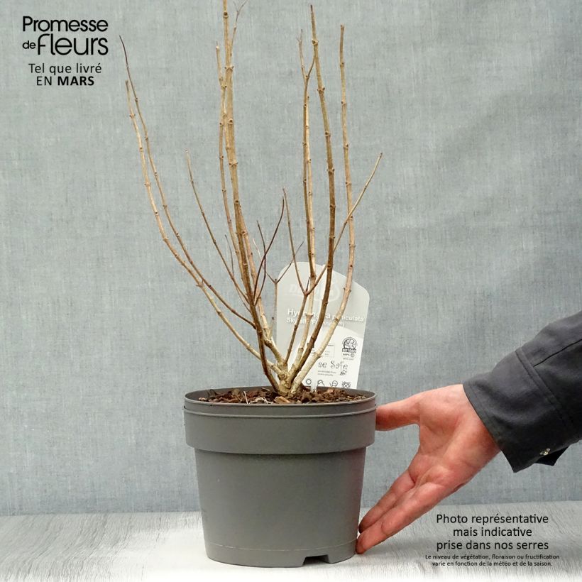 Example of Hydrangea paniculata Skyfall - Hortensia paniculé Pot de 3L/4L as you get in printemps