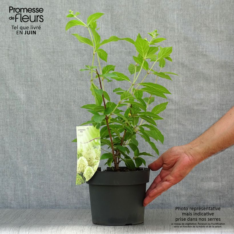 Spécimen de Hydrangea paniculata Skyfall - Hortensia paniculé Pot de 3L/4L tel que livré en été