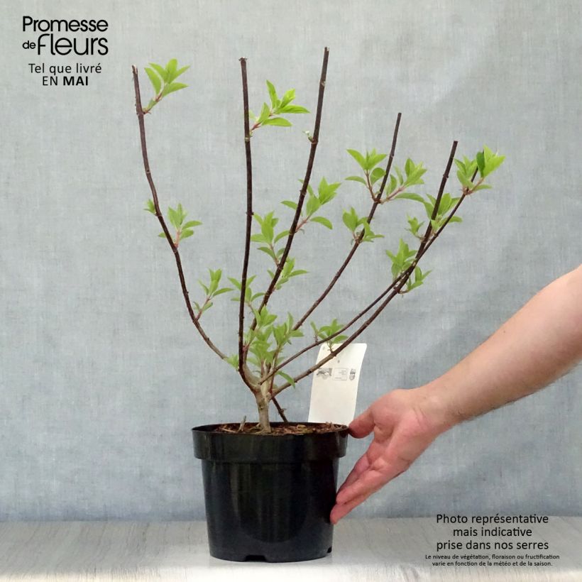 Example of Hydrangea paniculata Vanille Fraise - Hortensia paniculé Pot de 2L/3L as you get in printemps