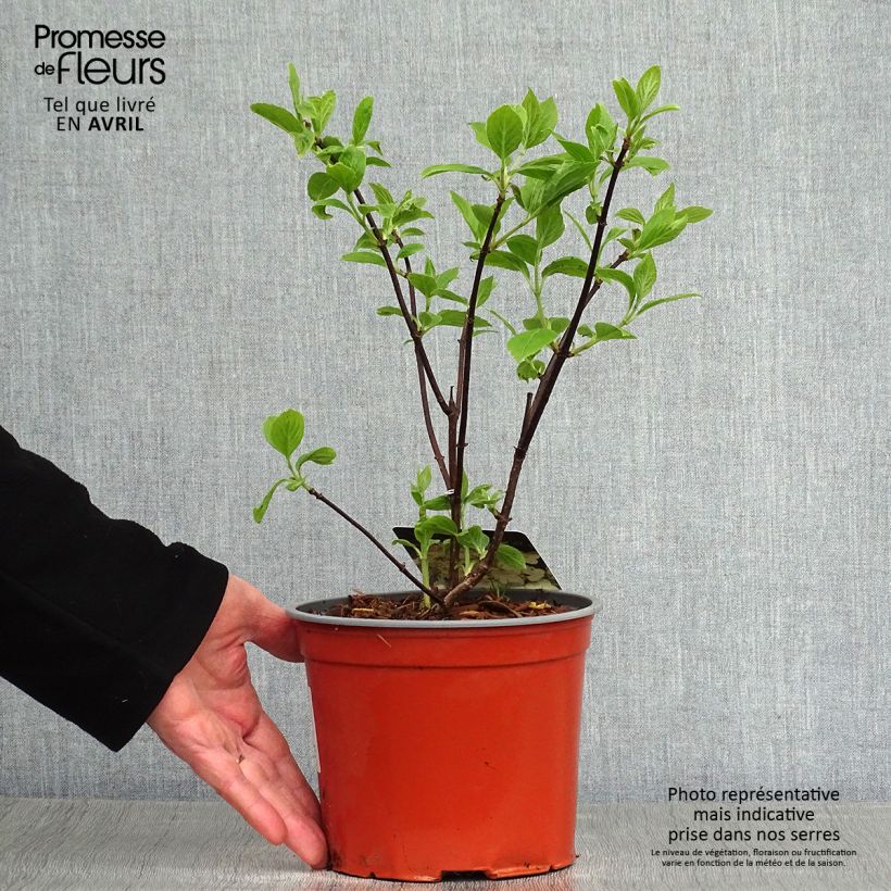 Example of Hortensia - Hydrangea paniculata White Moth Pot de 2L/3L as you get in printemps