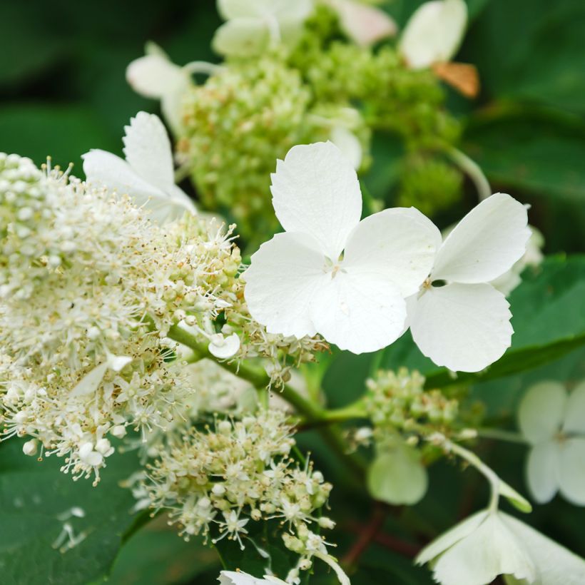 Hortensia - Hydrangea paniculata White Moth (Flowering)