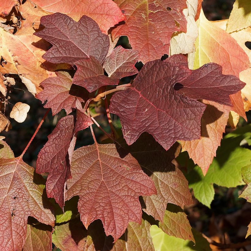 Hydrangea quercifolia Gatsby Moon - Hortensia à feuilles de chêne (Foliage)