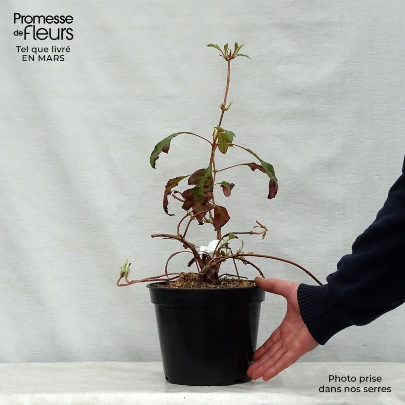 Example of Hydrangea quercifolia Ice Crystal - Hortensia à feuilles de chêne Pot de 4L/5L as you get in printemps