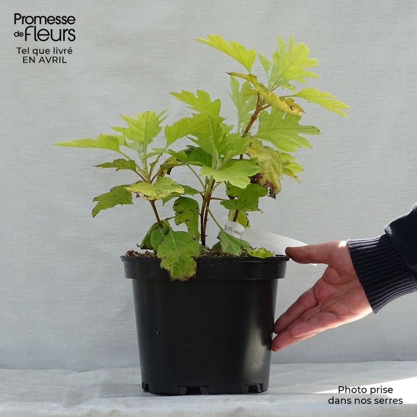Example of Hydrangea quercifolia Little Honey - Hortensia à feuilles de chêne Pot de 4L/5L as you get in printemps