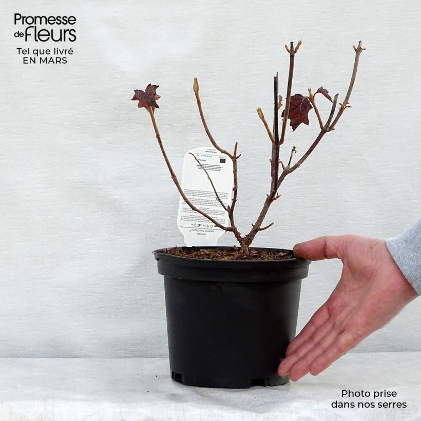 Example of Hydrangea quercifolia Ruby Slippers - Hortensia à feuilles de chêne Pot de 3L/4L as you get in printemps