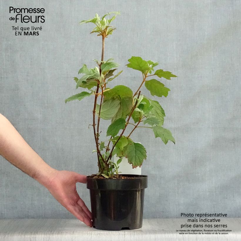 Example of Hydrangea quercifolia Snow Queen - Hortensia à feuilles de chêne Pot de 2L/3L as you get in printemps