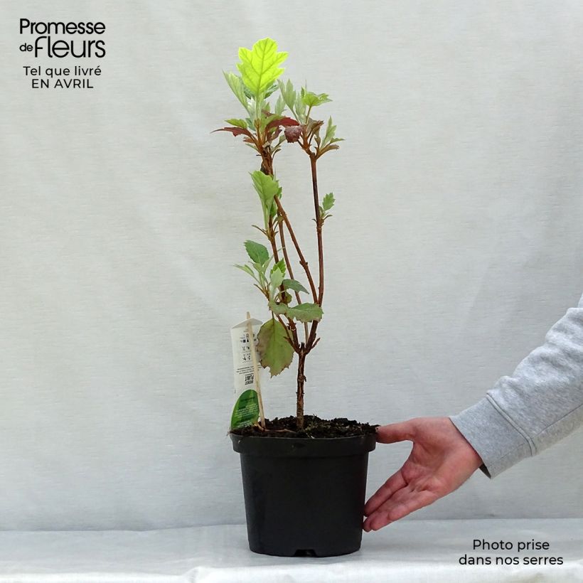 Spécimen de Hydrangea quercifolia Snowflake - Hortensia à feuilles de chêne Pot de 3L/4L tel que livré au printemps